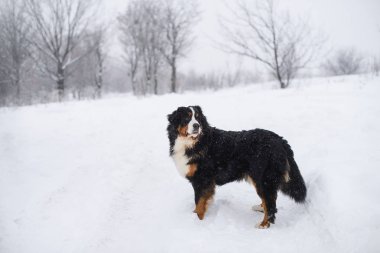 Nın Sennenhund büyük köpek yürüyüş ile kar kış manzara