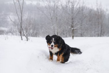 Nın Sennenhund büyük köpek yürüyüş ile kar kış manzara