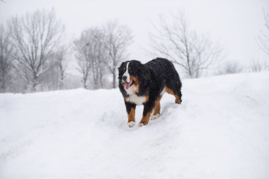 Nın Sennenhund büyük köpek yürüyüş ile kar kış manzara