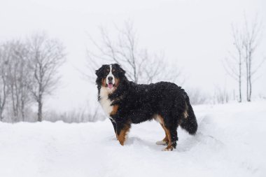 Nın Sennenhund büyük köpek yürüyüş ile kar kış manzara