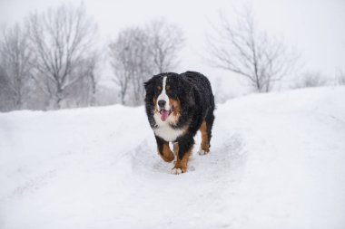 Nın Sennenhund büyük köpek yürüyüş ile kar kış manzara