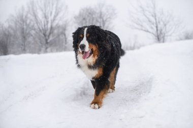 Nın Sennenhund büyük köpek yürüyüş ile kar kış manzara