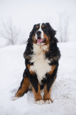 Nın Sennenhund büyük köpek yürüyüş ile kar kış manzara