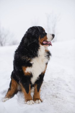 Nın Sennenhund büyük köpek yürüyüş ile kar kış manzara