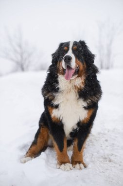 Nın Sennenhund büyük köpek yürüyüş ile kar kış manzara