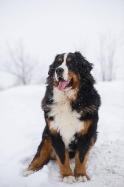 Nın Sennenhund büyük köpek yürüyüş ile kar kış manzara