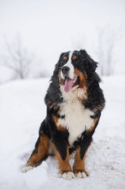 Harika portre güzel Bernese dağ köpeği konaklama