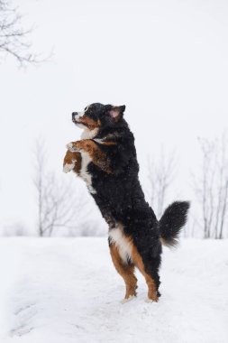 Nın Sennenhund büyük köpek yürüyüş ile kar kış manzara