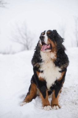 Nın Sennenhund büyük köpek yürüyüş ile kar kış manzara