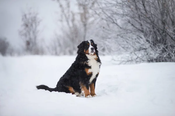 Berner Sennenhund Velký Pes Procházce Zimní Krajině Sněhem — Stock fotografie