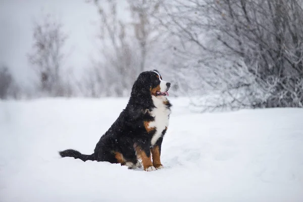 Berner Sennenhund Grand Chien Promenade Dans Paysage Hivernal Avec Neige — Photo