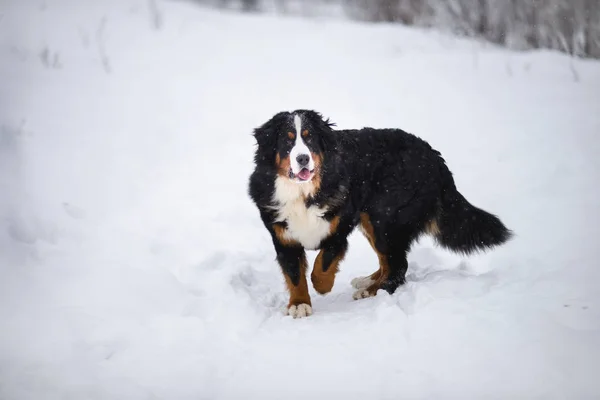 Incrível Retrato Bonito Bernese Montanha Cão Estadia — Fotografia de Stock