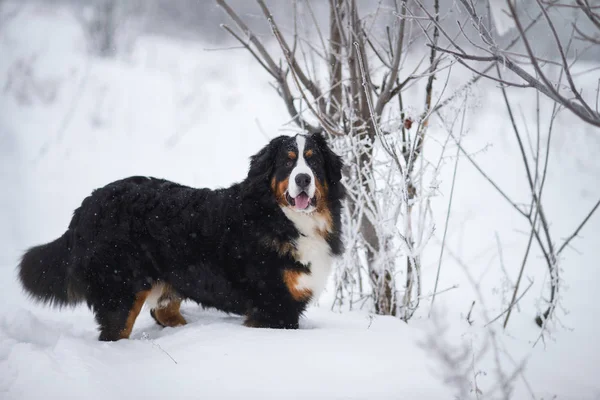 Berner Sennenhund Großer Hund Auf Spaziergang Winterlandschaft Mit Schnee — Stockfoto