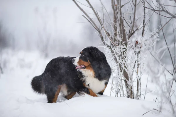 Berner Sennenhund Dużego Psa Spacer Krajobraz Zima Śnieg — Zdjęcie stockowe