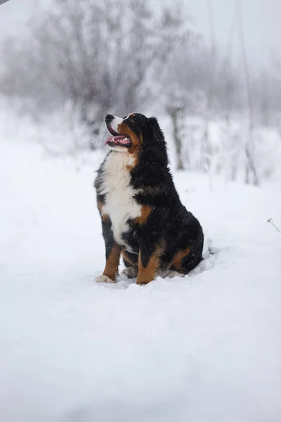 Berner Sennenhund Nagy Kutya Séta Téli Táj — Stock Fotó