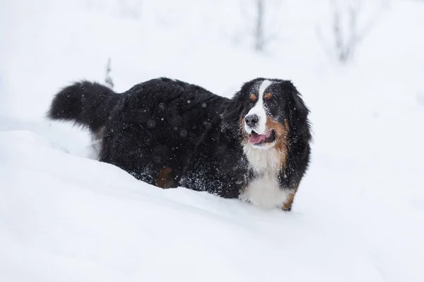 Portrait Étonnant Beau Séjour Bernois Chien Montagne — Photo