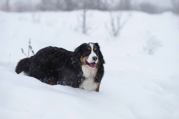 Berner Sennenhund Cachorro Grande Passeio Paisagem Inverno Com Neve — Fotografia de Stock