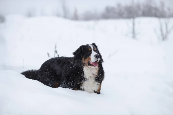 Berner Sennenhund Großer Hund Auf Spaziergang Winterlandschaft Mit Schnee — Stockfoto