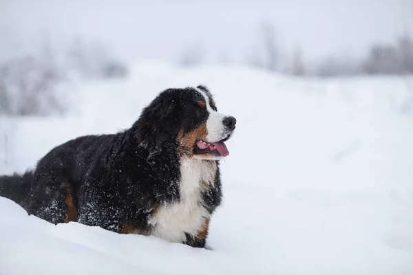 Berner Sennenhund Cachorro Grande Passeio Paisagem Inverno Com Neve — Fotografia de Stock