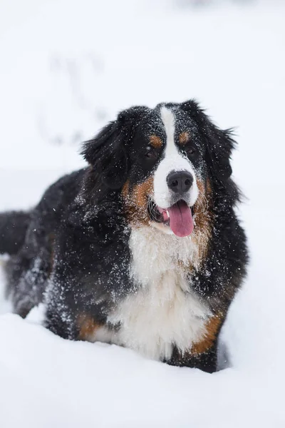 Portrait Étonnant Beau Séjour Bernois Chien Montagne — Photo