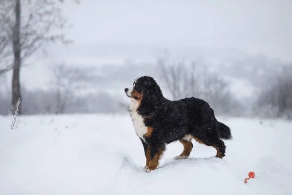 Berner Sennenhund Μεγάλο Σκύλο Για Βόλτα Στο Χειμωνιάτικο Τοπίο Χιόνι — Φωτογραφία Αρχείου