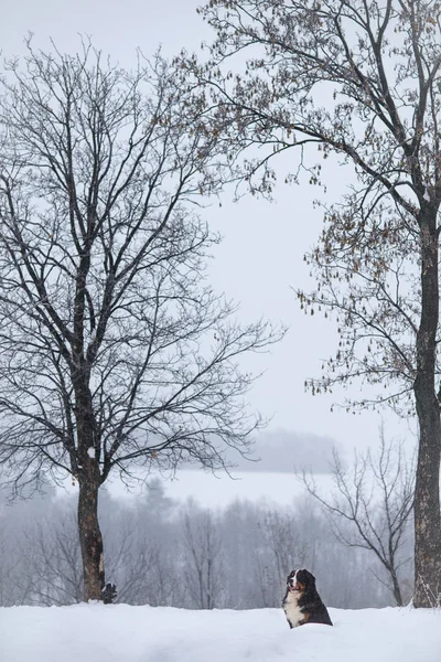 Nın Sennenhund Büyük Köpek Yürüyüş Ile Kar Kış Manzara — Stok fotoğraf