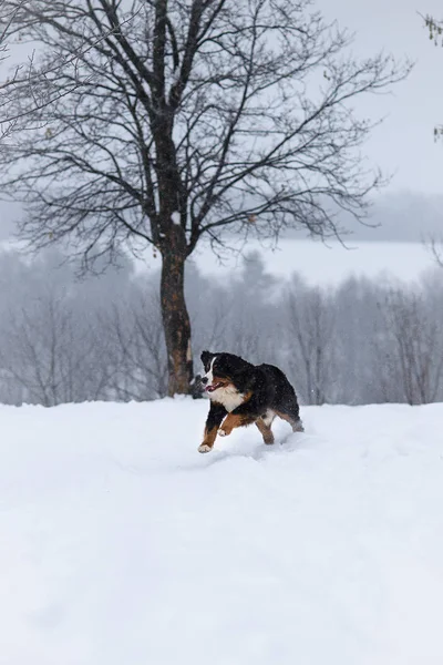 Berner Sennenhund Grand Chien Promenade Dans Paysage Hivernal Avec Neige — Photo