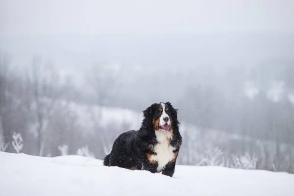 Berner Sennenhund Großer Hund Auf Spaziergang Winterlandschaft Mit Schnee — Stockfoto