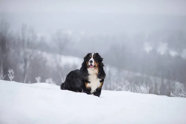 Berner Sennenhund Großer Hund Auf Spaziergang Winterlandschaft Mit Schnee — Stockfoto