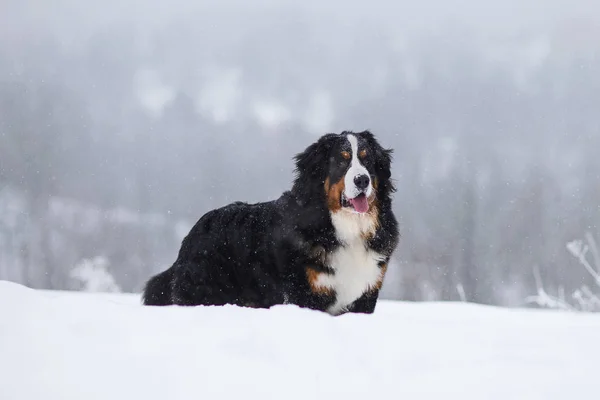 Erstaunliche Portrait Schönen Berner Sennenhund Bleiben — Stockfoto