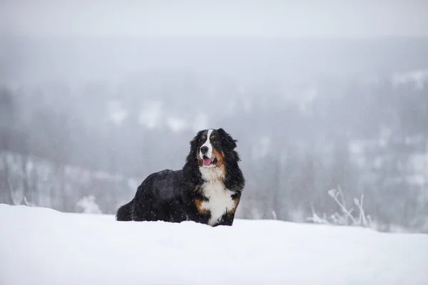 Berner Sennenhund Anjing Besar Berjalan Lanskap Musim Dingin Dengan Salju — Stok Foto