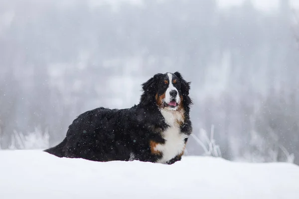 Berner Sennenhund Cachorro Grande Passeio Paisagem Inverno Com Neve — Fotografia de Stock