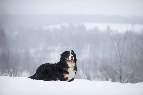 Berner Sennenhund Grand Chien Promenade Dans Paysage Hivernal Avec Neige — Photo