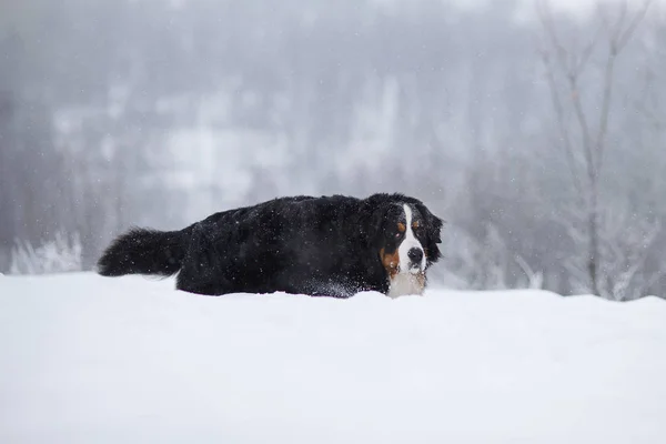 Berner Sennenhund Cachorro Grande Passeio Paisagem Inverno Com Neve — Fotografia de Stock