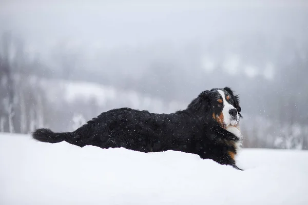 Portrait Étonnant Beau Séjour Bernois Chien Montagne — Photo