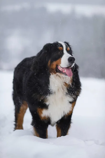 Increíble Retrato Hermosa Bernese Montaña Perro Estancia —  Fotos de Stock