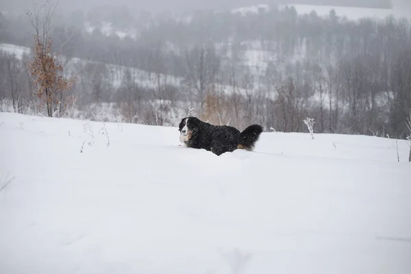 Berner Sennenhund Großer Hund Auf Spaziergang Winterlandschaft Mit Schnee — Stockfoto