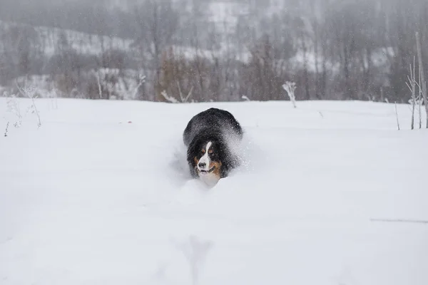 Berner Sennenhund Dużego Psa Spacer Krajobraz Zima Śnieg — Zdjęcie stockowe
