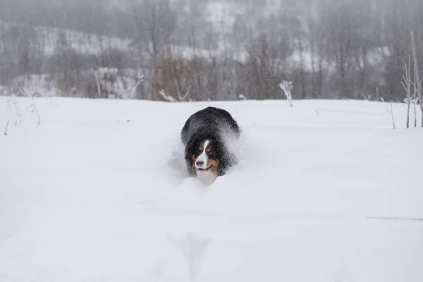 Berner Sennenhund Μεγάλο Σκύλο Για Βόλτα Στο Χειμωνιάτικο Τοπίο Χιόνι — Φωτογραφία Αρχείου