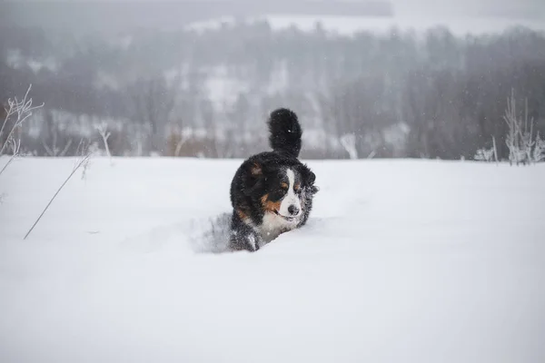 Berner Sennenhund Grand Chien Promenade Dans Paysage Hivernal Avec Neige — Photo