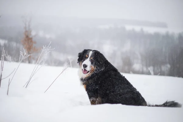 Portrait Étonnant Beau Séjour Bernois Chien Montagne — Photo