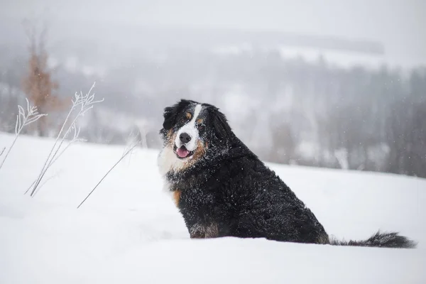 Berner Sennenhund Grand Chien Promenade Dans Paysage Hivernal Avec Neige — Photo