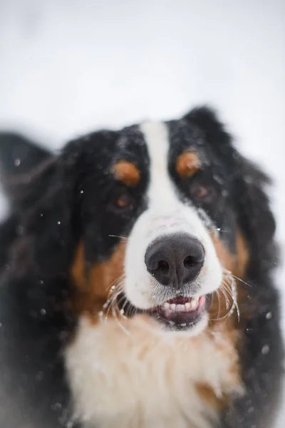 Berner Sennenhund Grand Chien Promenade Dans Paysage Hivernal Avec Neige — Photo