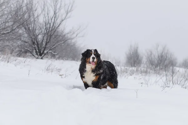 Berner Sennenhund Großer Hund Auf Spaziergang Winterlandschaft Mit Schnee — Stockfoto