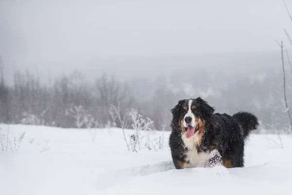 Большая Собака Бернера Зенненхунда Гуляет Зимнему Пейзажу Снегом — стоковое фото