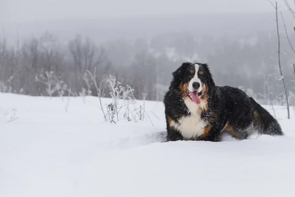 Berner Sennenhund Grand Chien Promenade Dans Paysage Hivernal Avec Neige — Photo