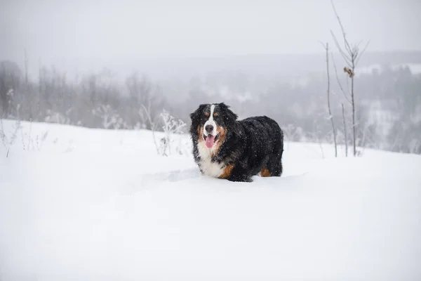 Berner Sennenhund Großer Hund Auf Spaziergang Winterlandschaft Mit Schnee — Stockfoto