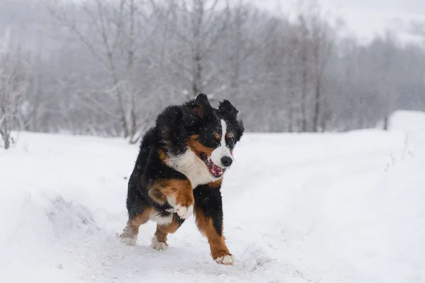 Berner Sennenhund Großer Hund Auf Spaziergang Winterlandschaft Mit Schnee — Stockfoto