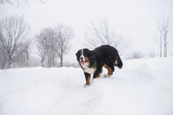 Berner Sennenhund Stora Hund Promenad Vinterlandskapet Med Snö — Stockfoto