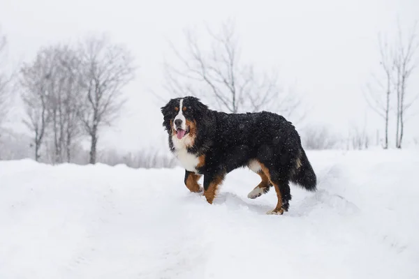 Erstaunliche Portrait Schönen Berner Sennenhund Bleiben — Stockfoto